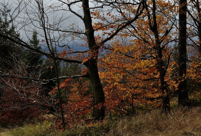 Líbivé lesní místa, podzim je nejhezčí